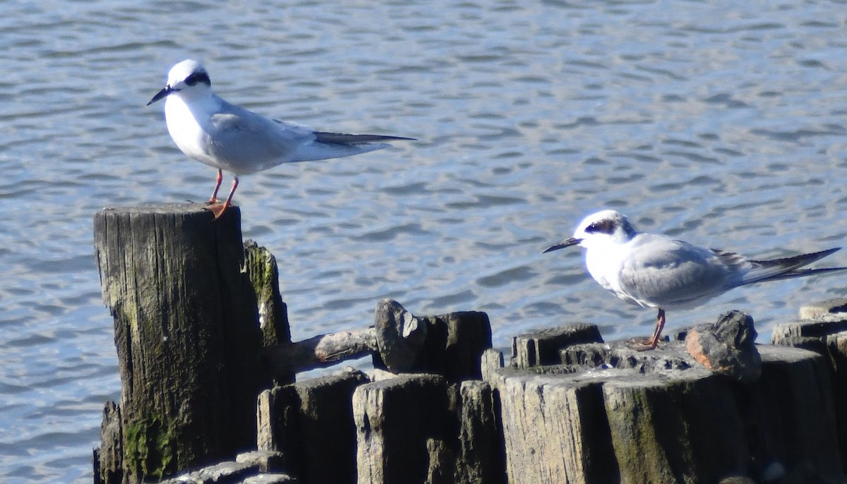 Forster's Tern - ML642977429