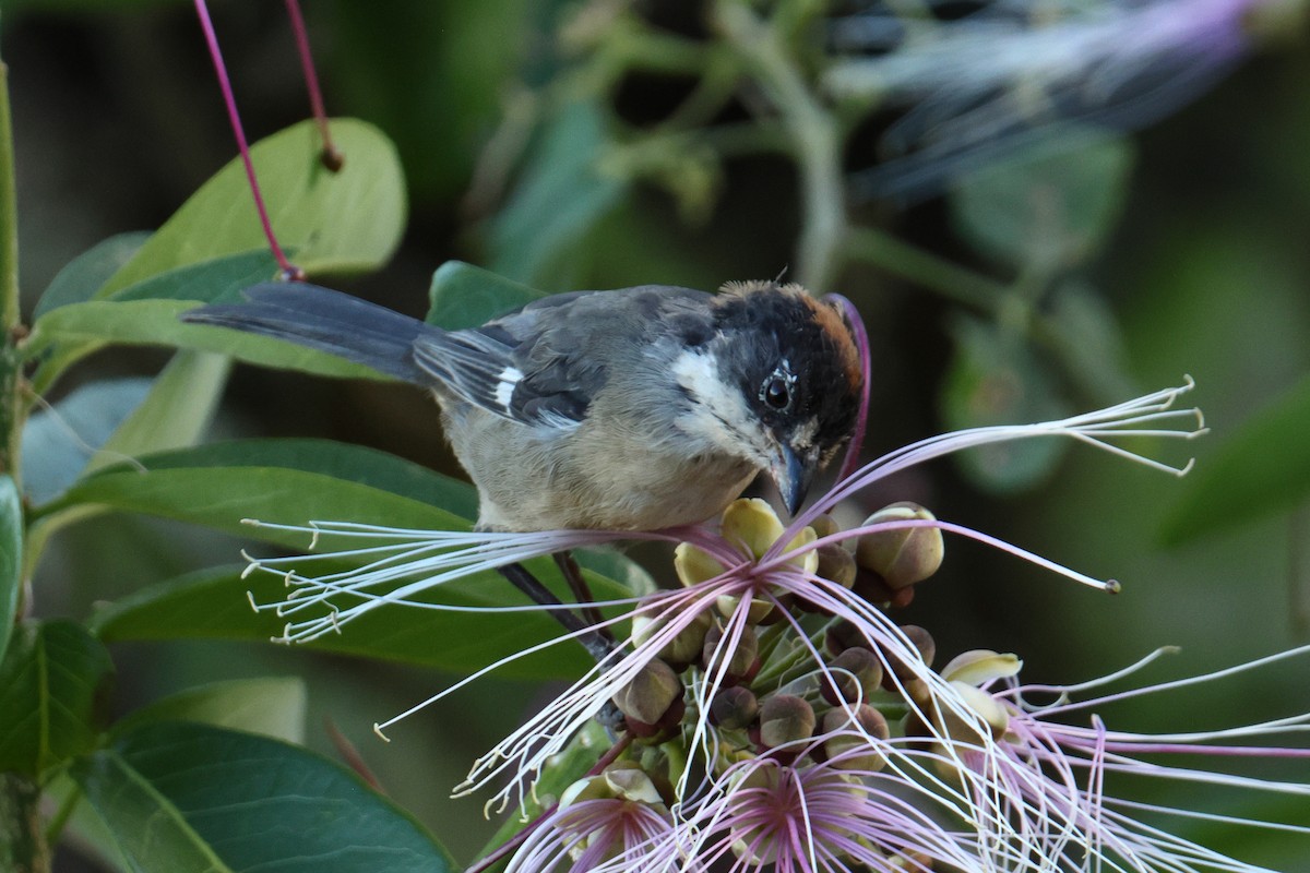 White-winged Brushfinch - ML642977434