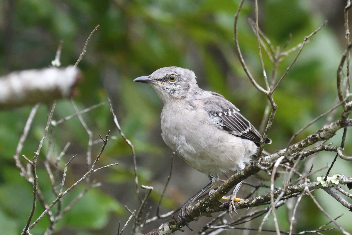 Northern Mockingbird - ML642977435