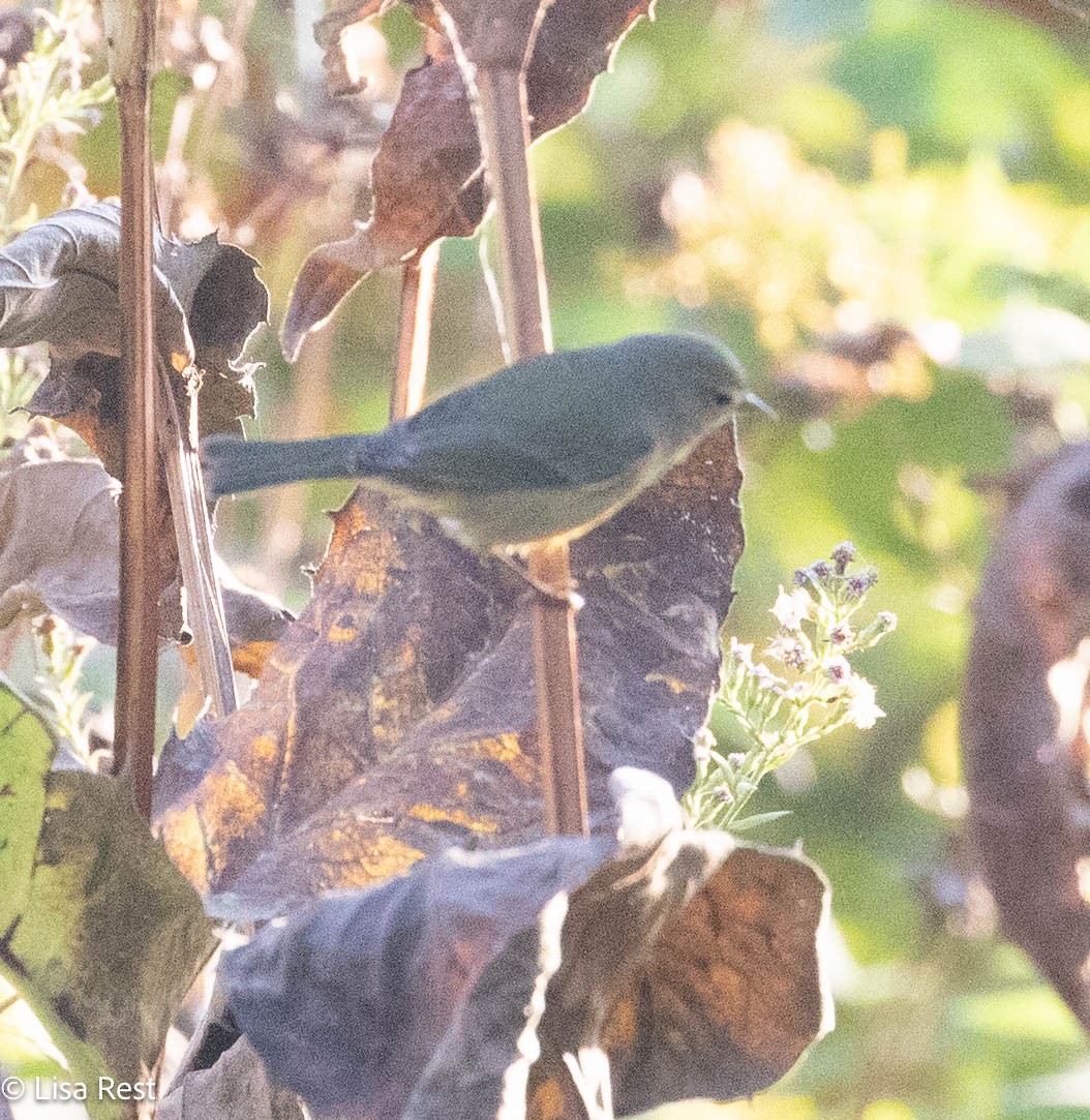 Orange-crowned Warbler - ML642977437