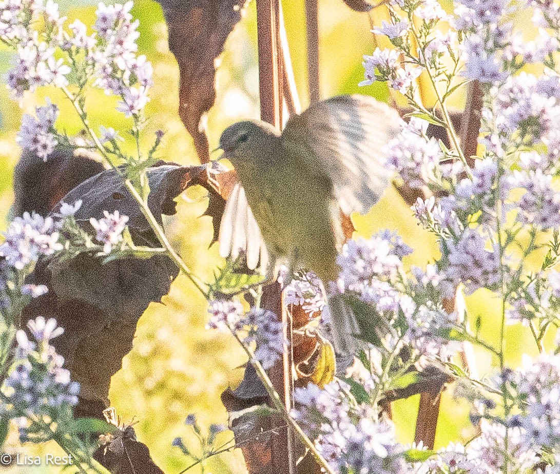 Orange-crowned Warbler - ML642977438