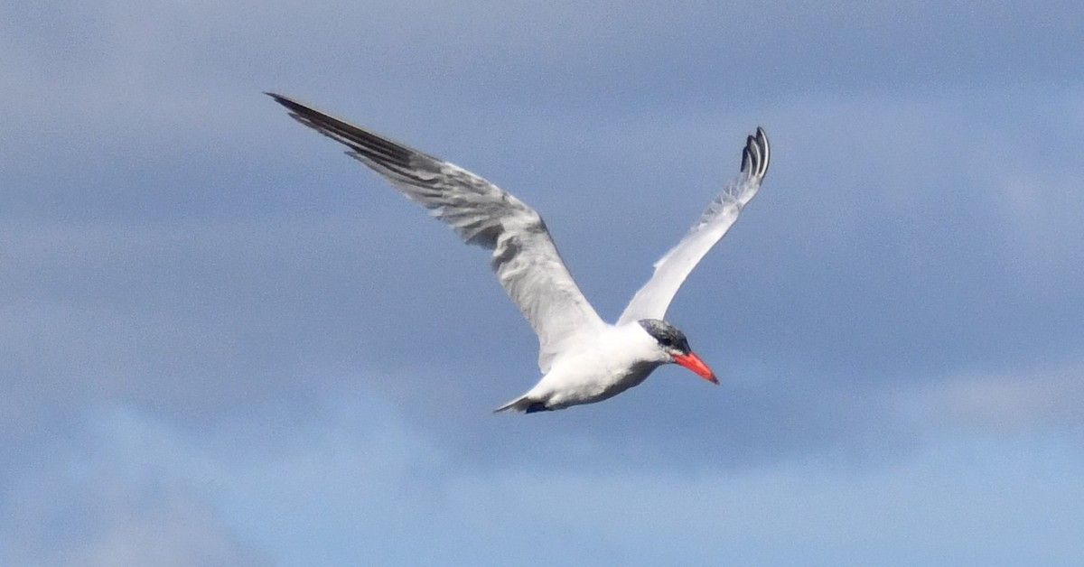 Caspian Tern - ML642977449