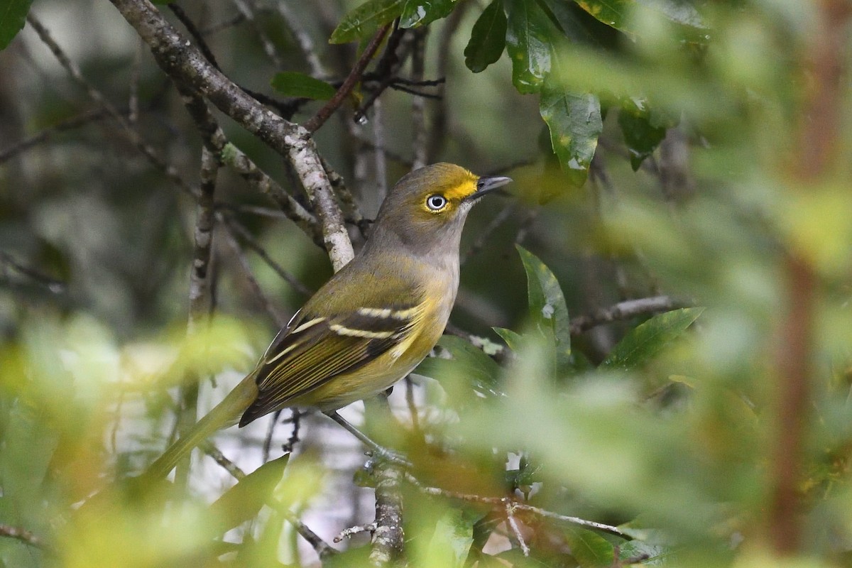 White-eyed Vireo - ML642977452