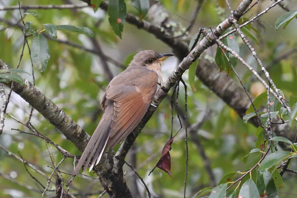 Yellow-billed Cuckoo - ML642977461