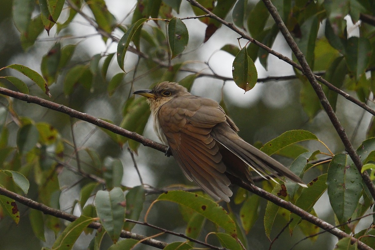 Yellow-billed Cuckoo - ML642977471