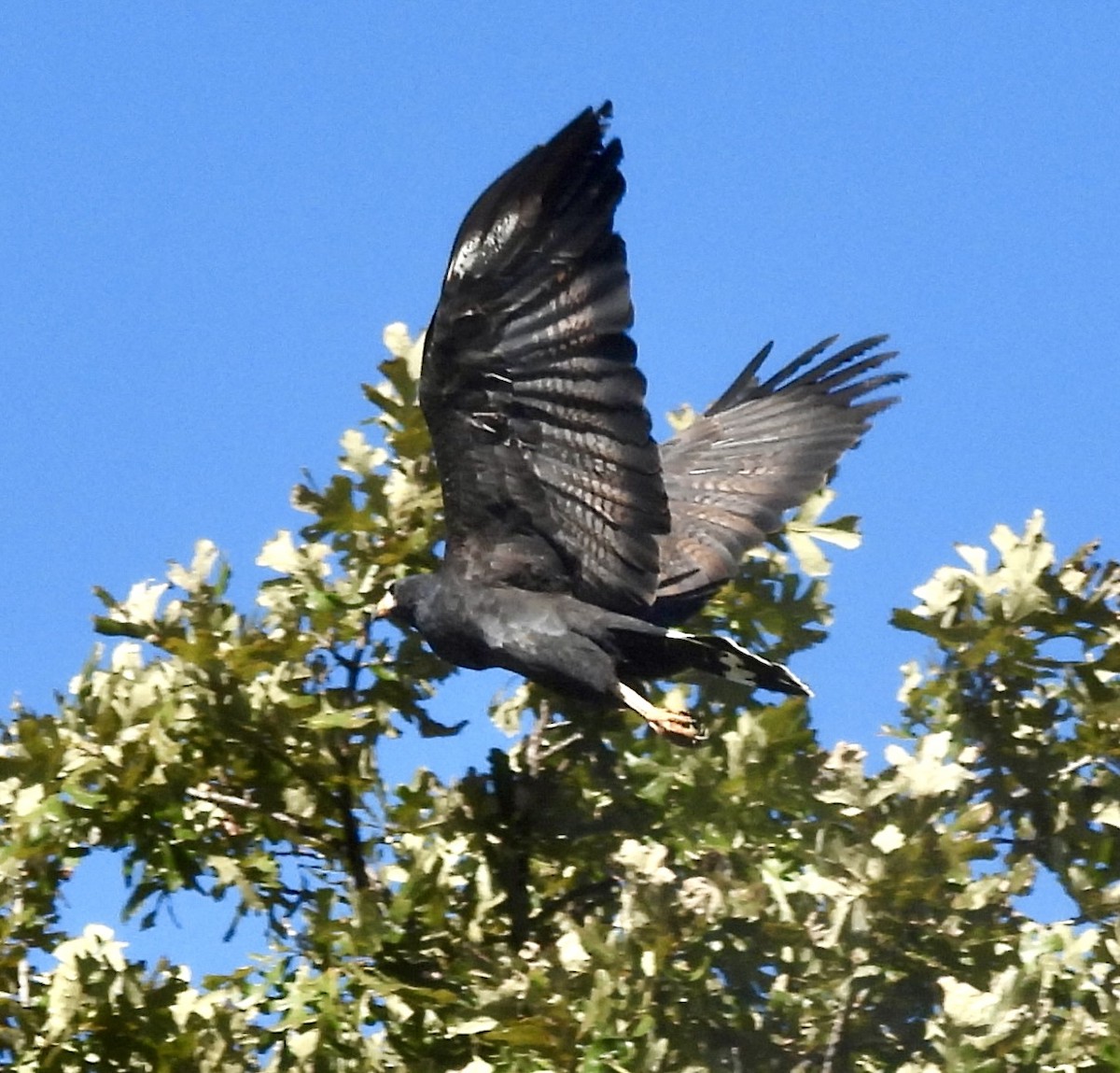 Common Black Hawk - ML642977477