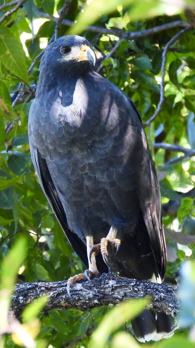 Common Black Hawk - ML642977478