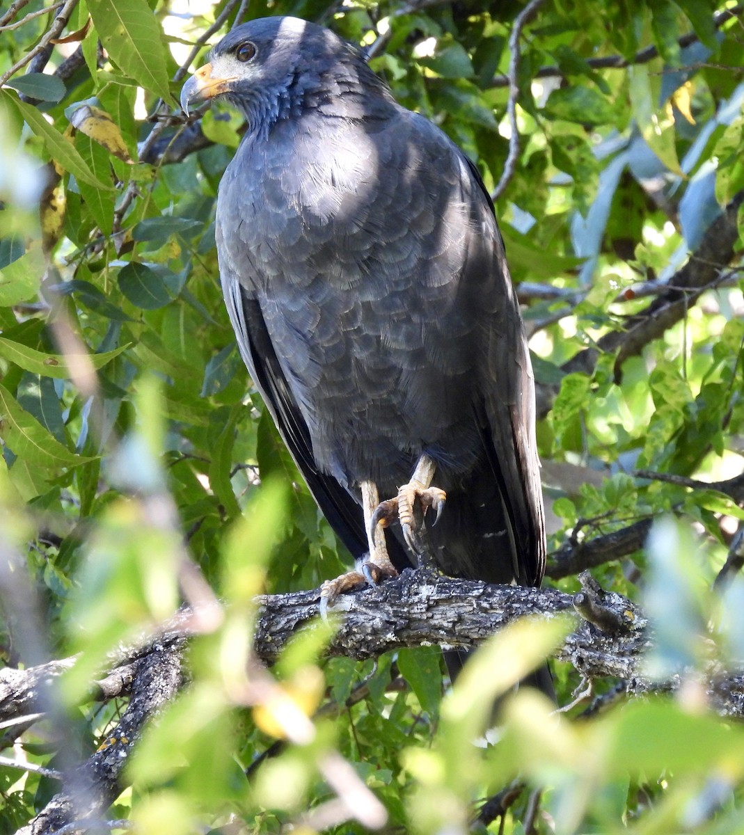 Common Black Hawk - ML642977479