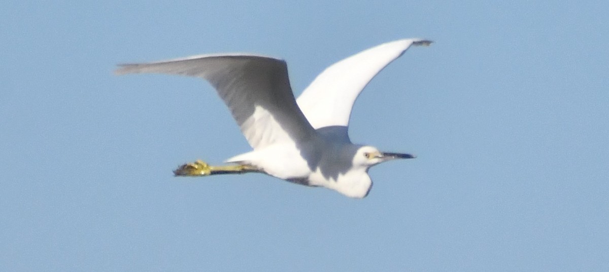 Great Egret - ML642977480