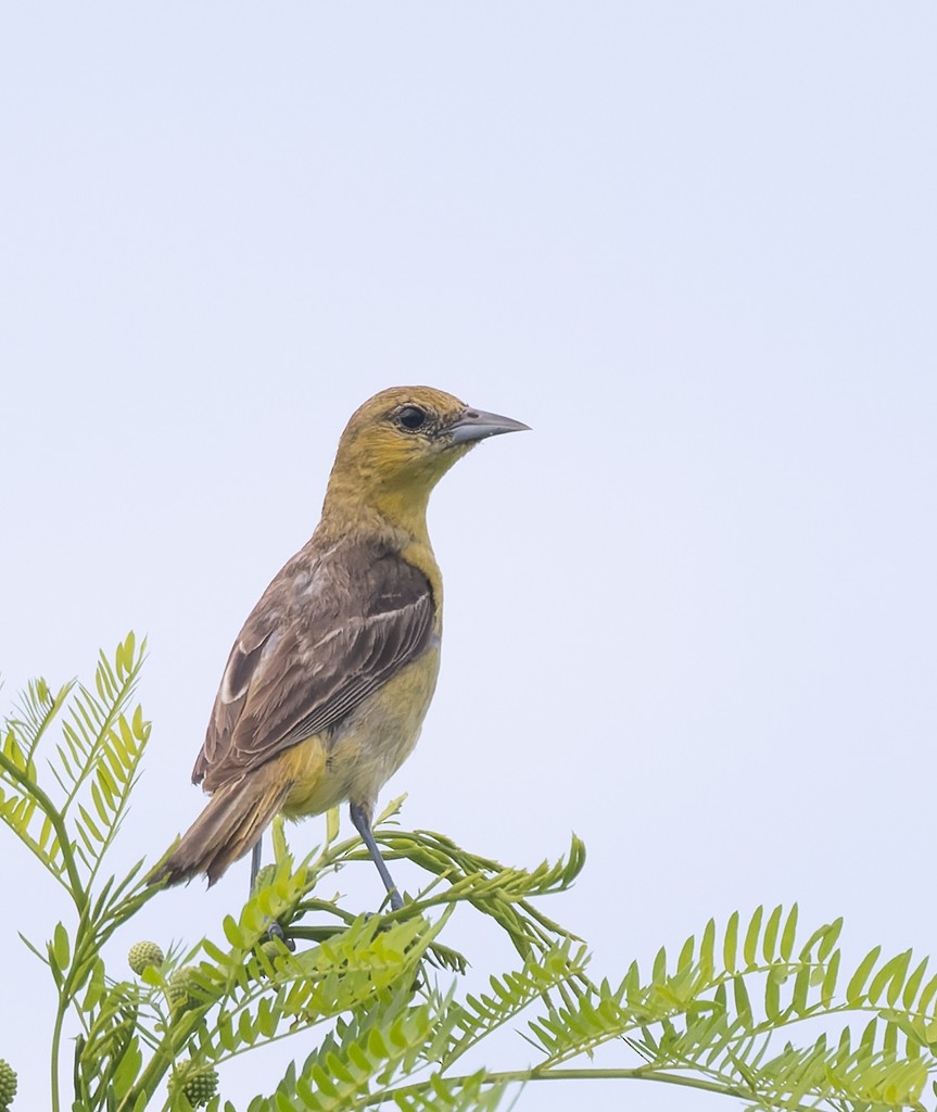 Orchard Oriole (Orchard) - ML642977481