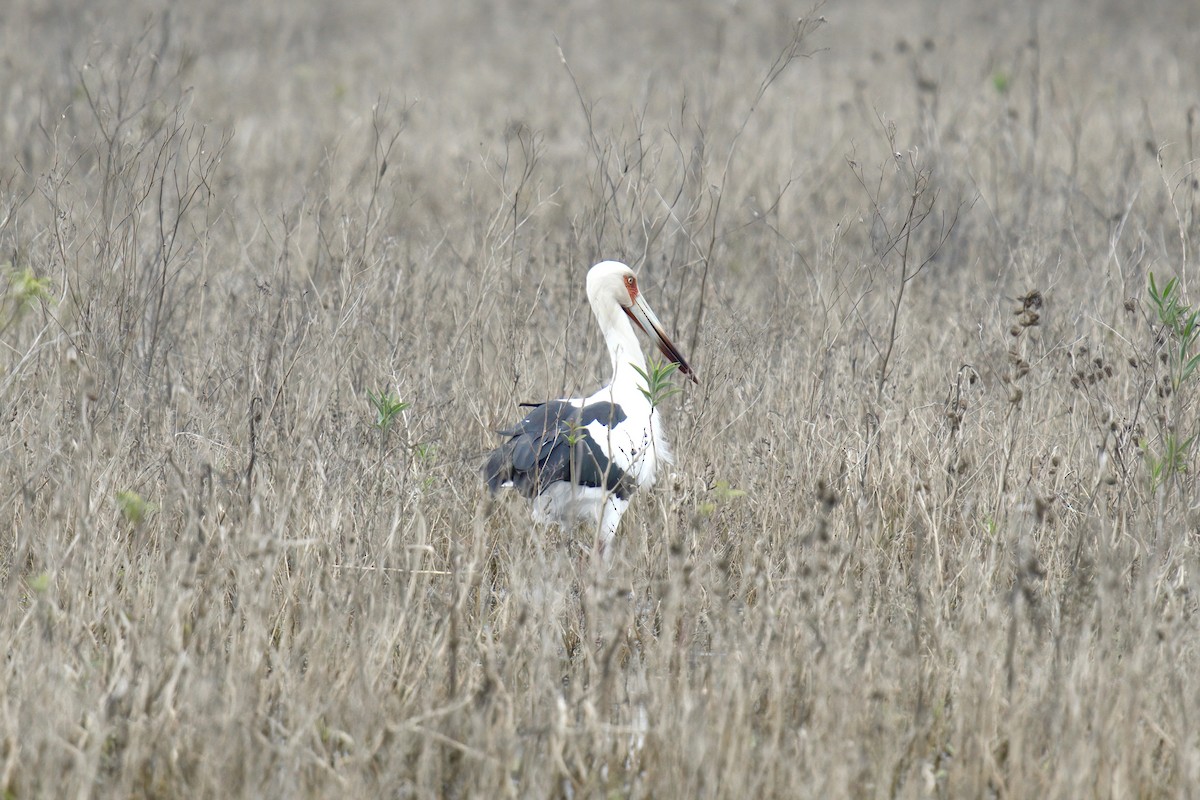 Maguari Stork - ML642977482
