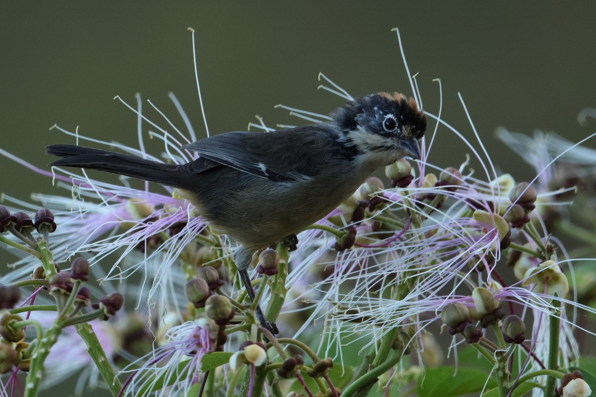White-winged Brushfinch - ML642977485