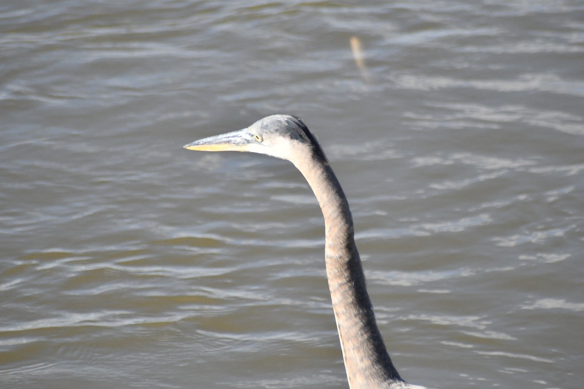 Great Blue Heron (Great Blue) - ML642977494