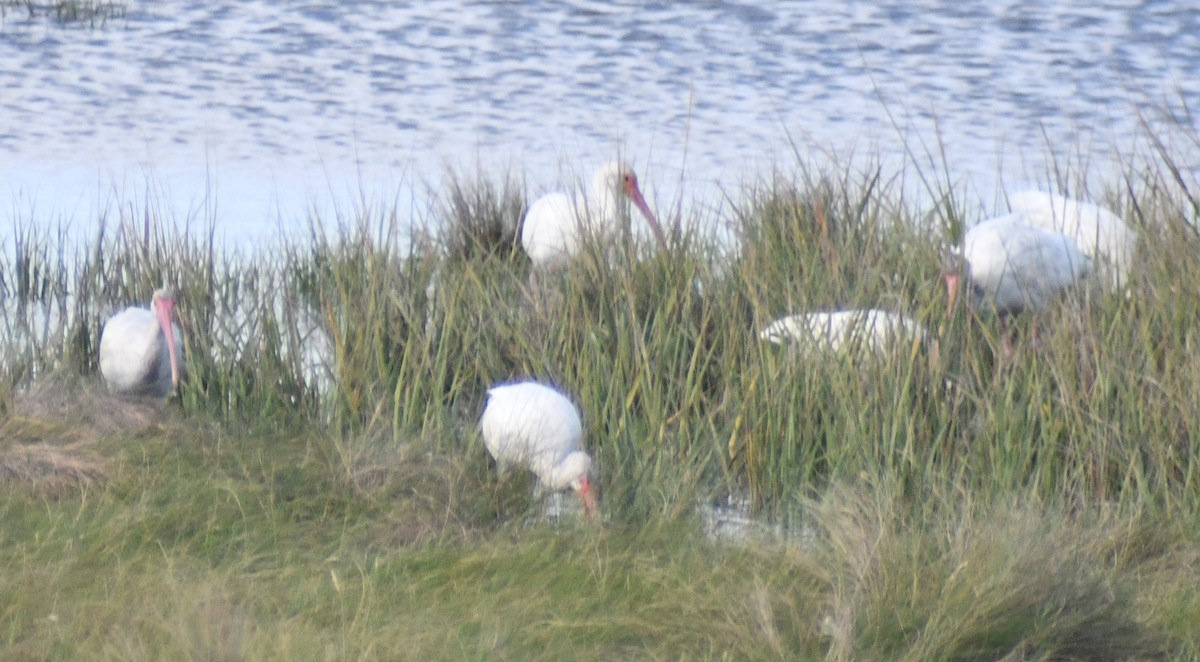 White Ibis - ML642977503