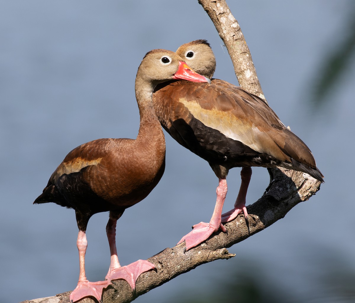 Black-bellied Whistling-Duck (fulgens) - ML642977507