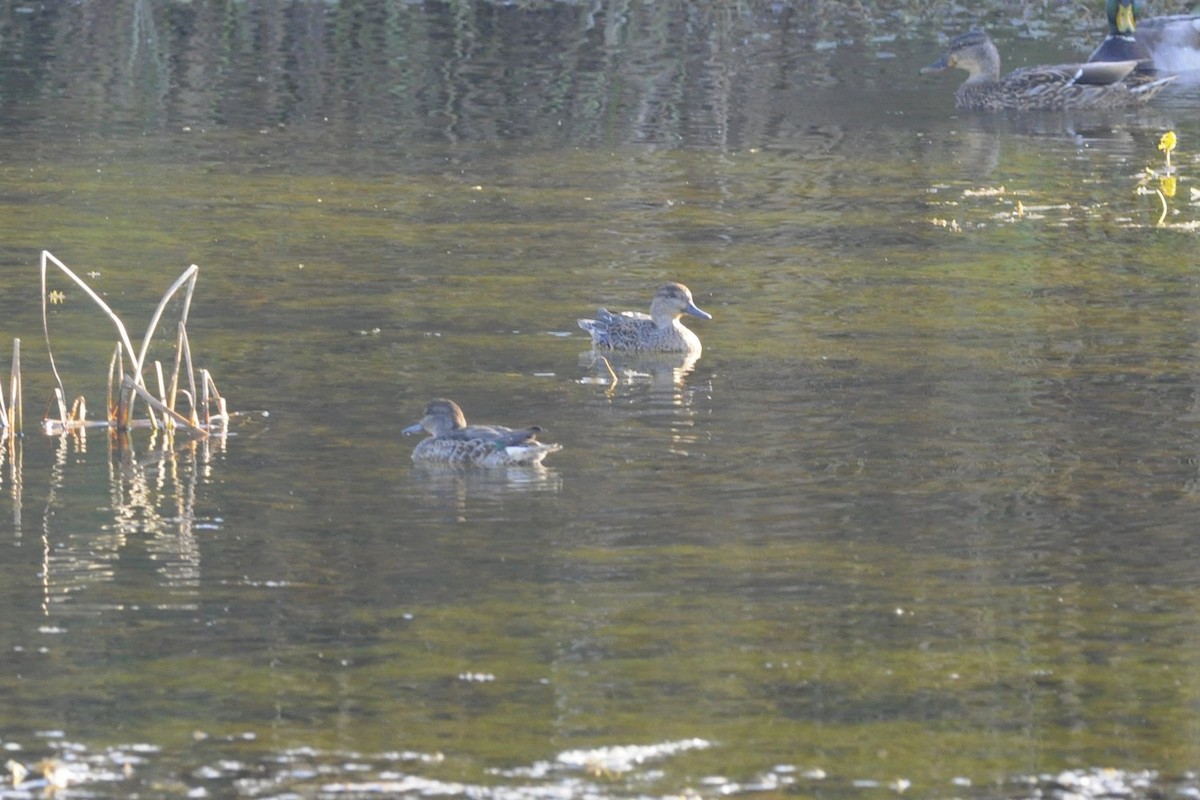 Green-winged Teal - ML642977508