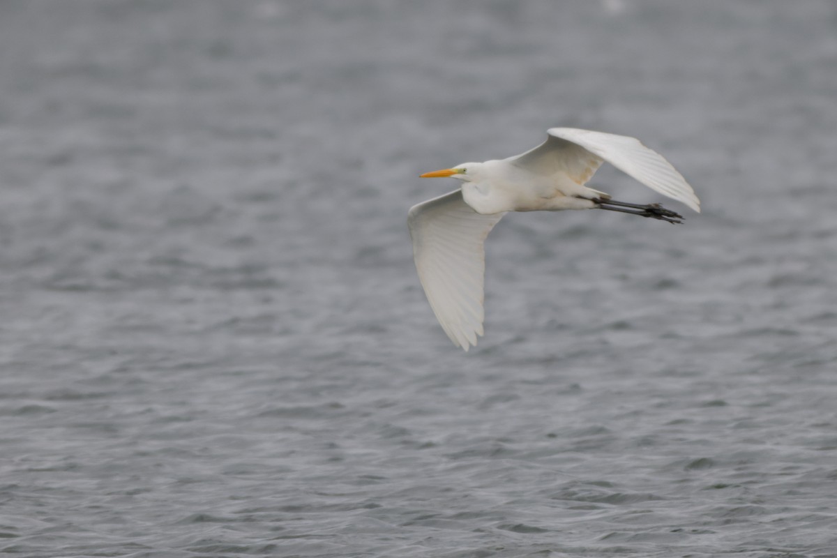 Great Egret - ML642977513
