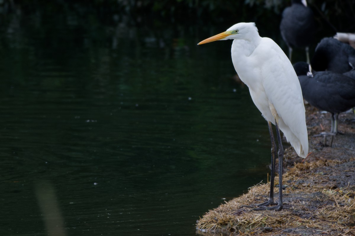 Great Egret - ML642977515