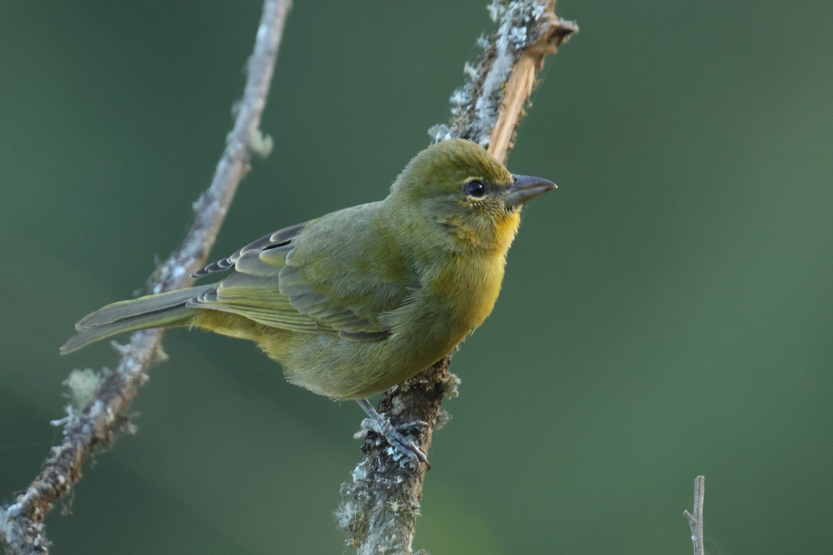 Hepatic Tanager - ML642977520
