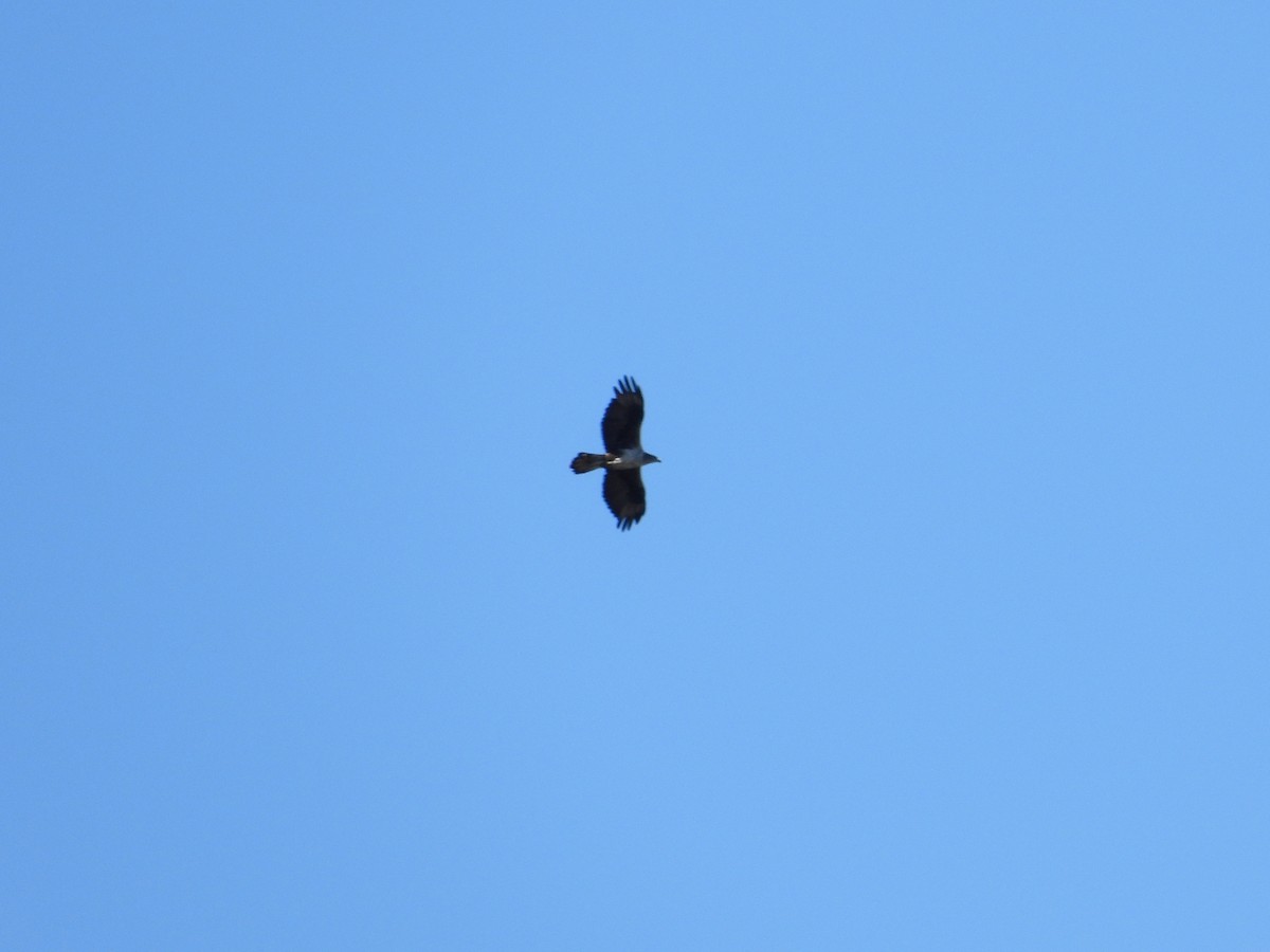 Aigle de Bonelli - ML642977554
