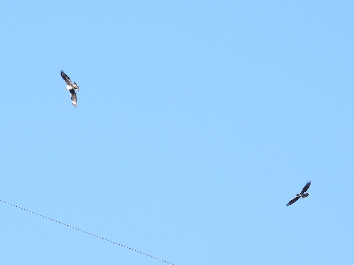 Aigle de Bonelli - ML642977555