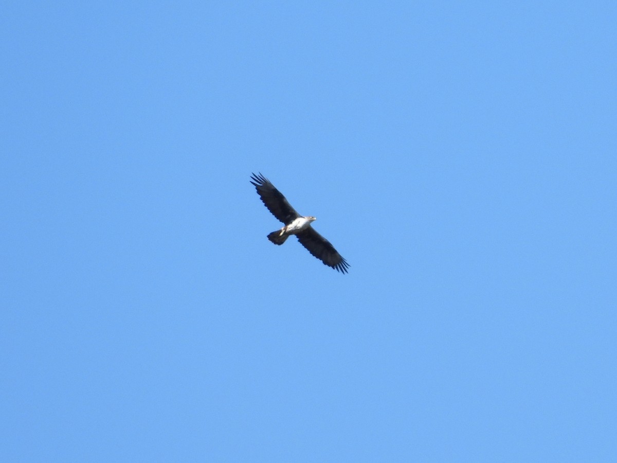 Aigle de Bonelli - ML642977556
