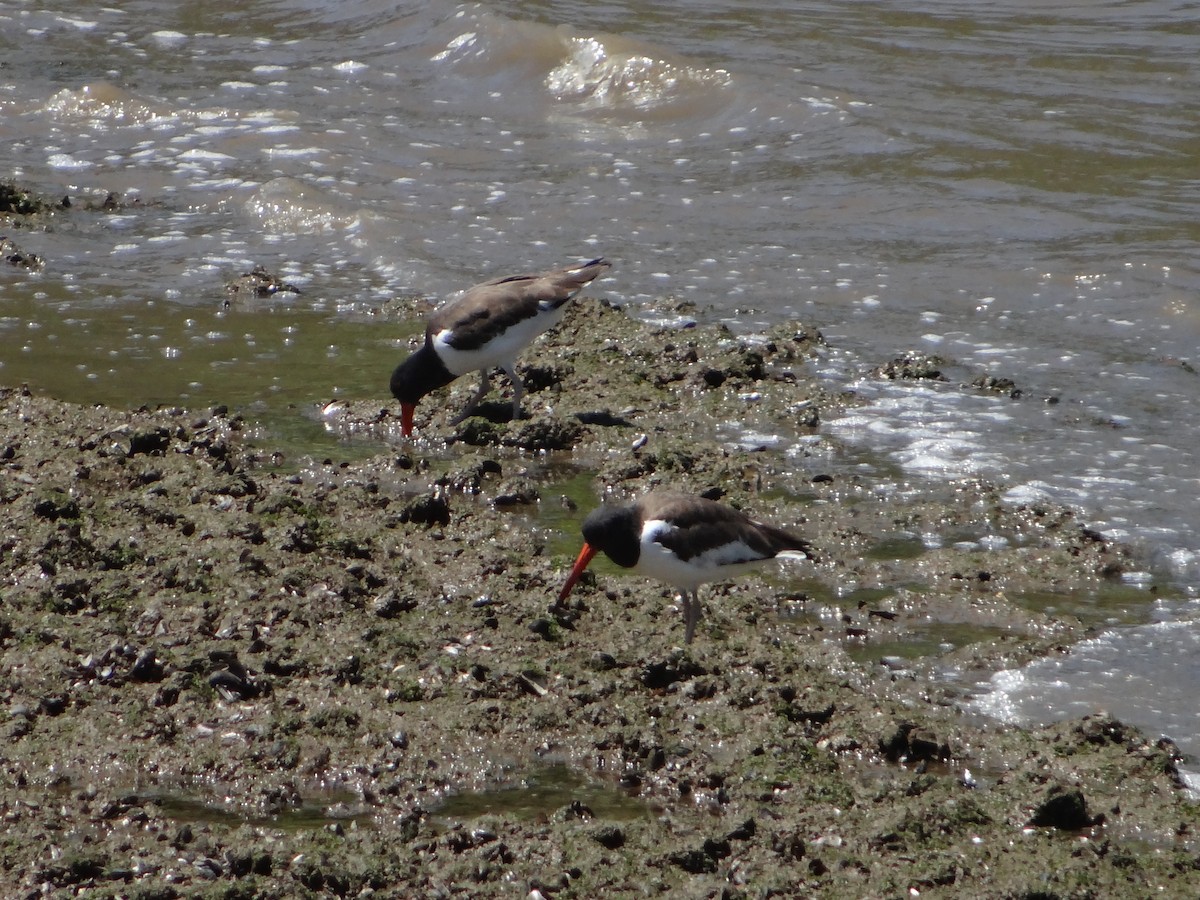 American Oystercatcher - ML642977557