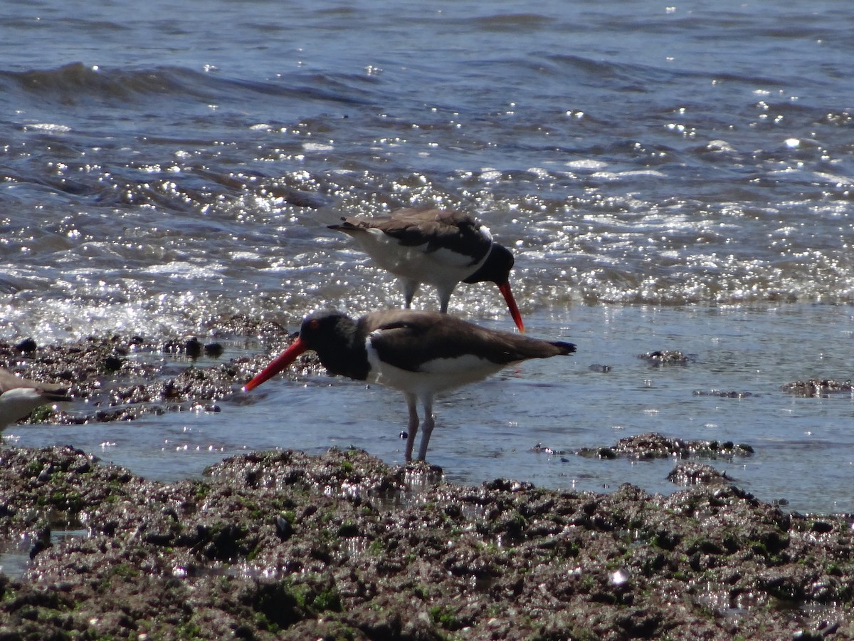 American Oystercatcher - ML642977558