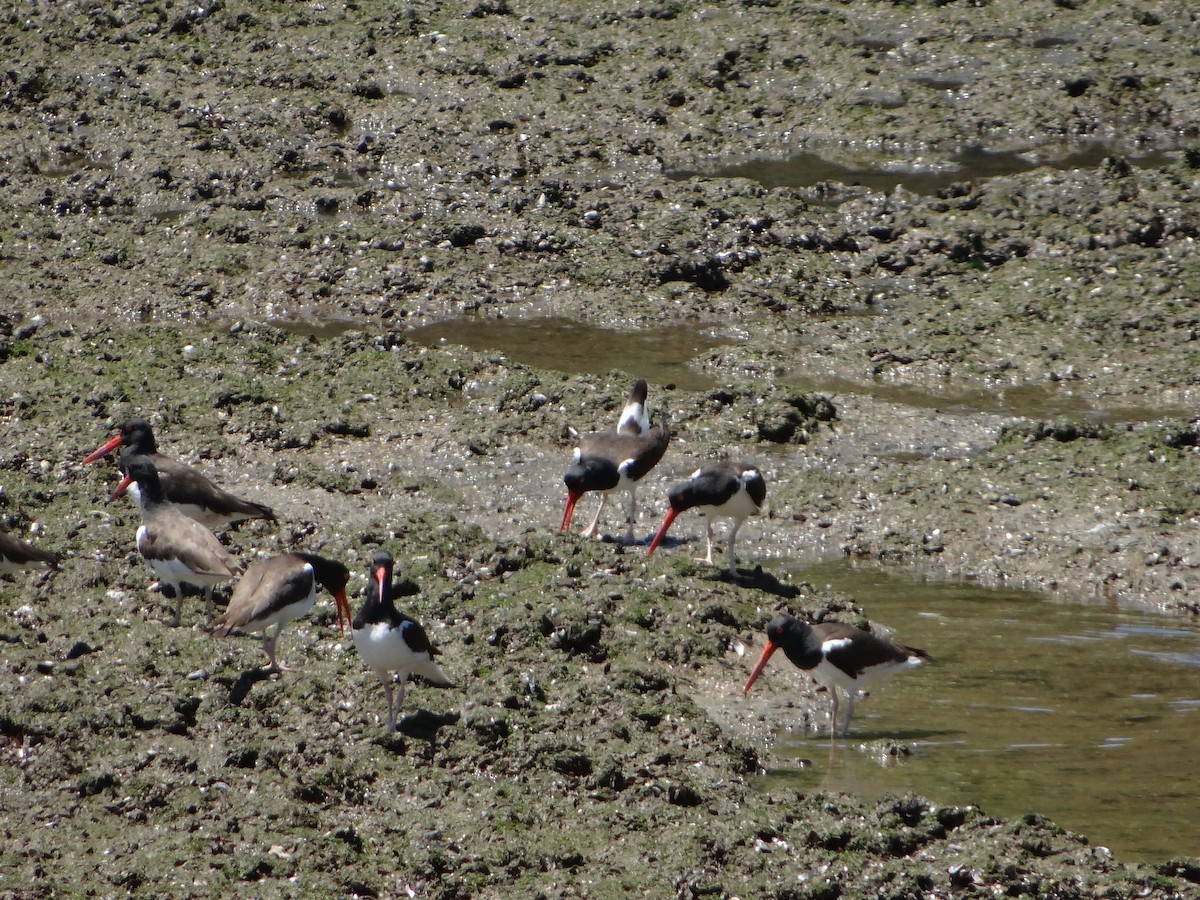 American Oystercatcher - ML642977559