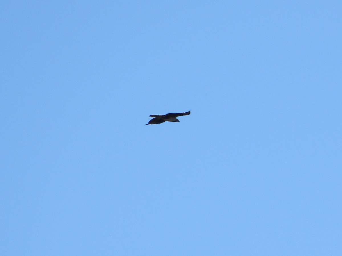 Aigle de Bonelli - ML642977560