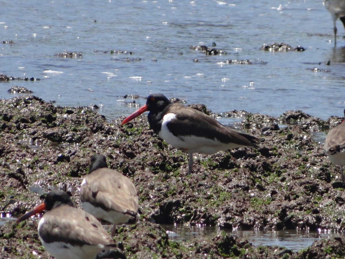 American Oystercatcher - ML642977561