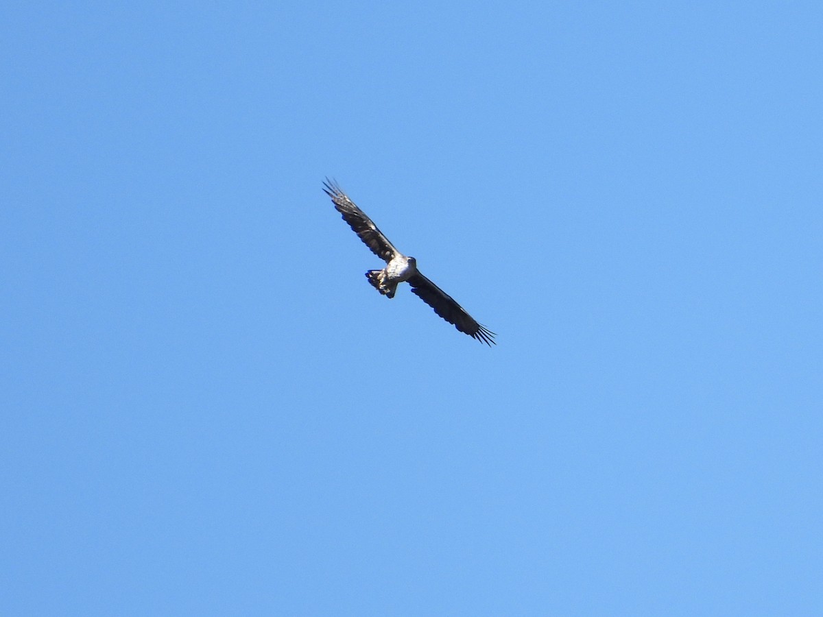 Aigle de Bonelli - ML642977573