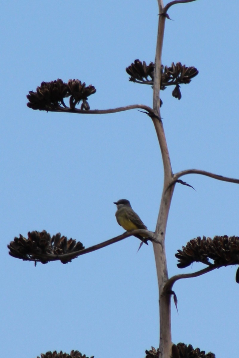 Cassin's Kingbird - ML642977581