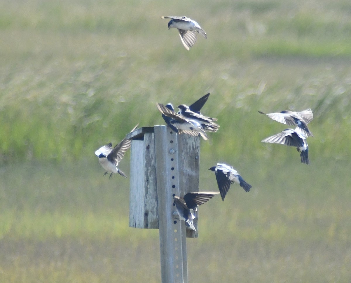 Tree Swallow - ML642977583