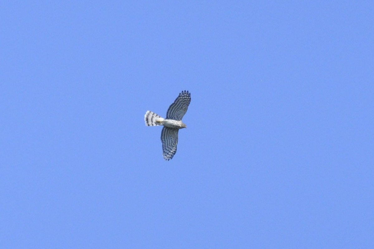 Sharp-shinned Hawk - ML642977584