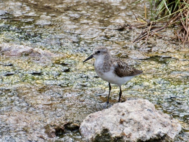 dvergsnipe - ML642977585