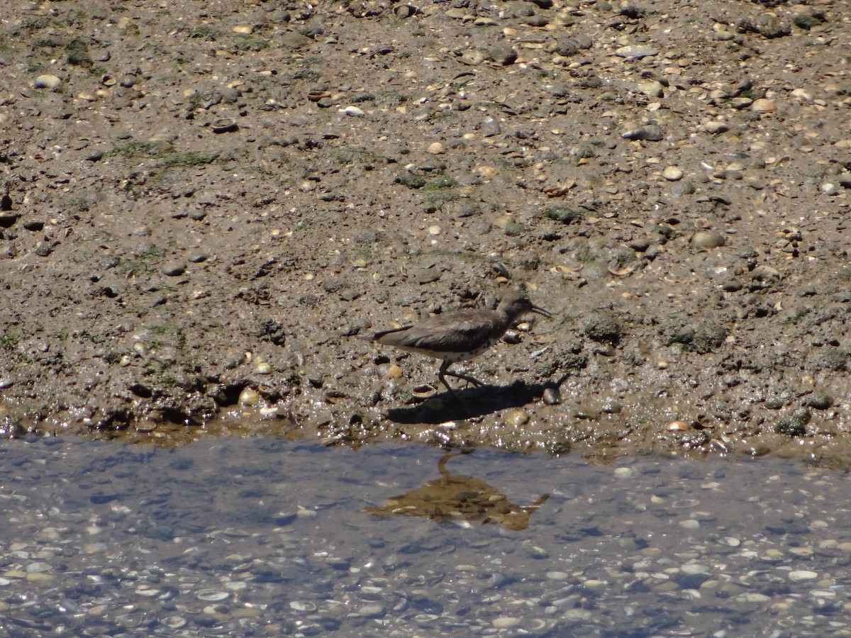 Spotted Sandpiper - ML642977589