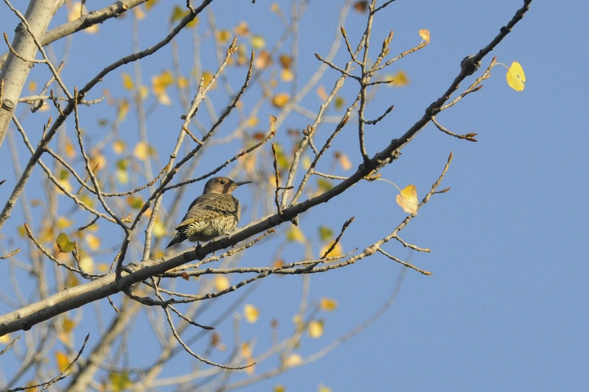 Northern Flicker - ML642977599