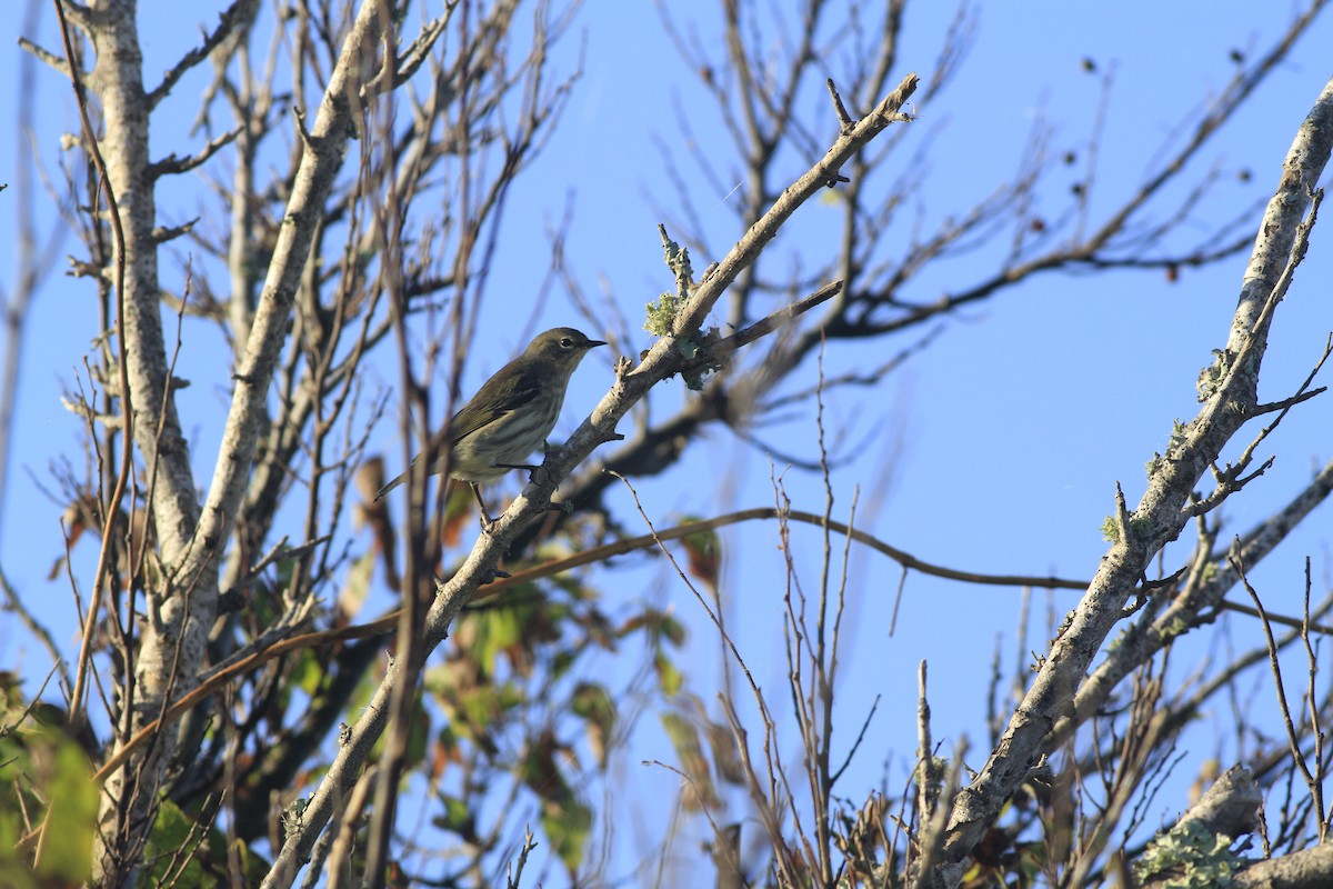 Cape May Warbler - ML642977610
