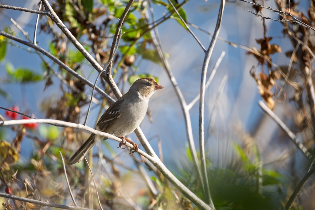 White-crowned Sparrow - ML642977619