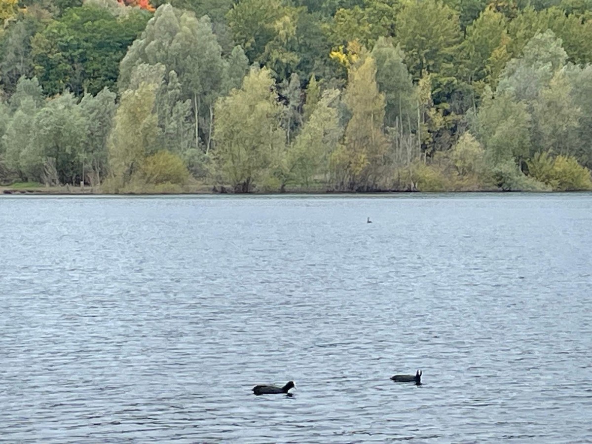 Eurasian Coot - ML642977621