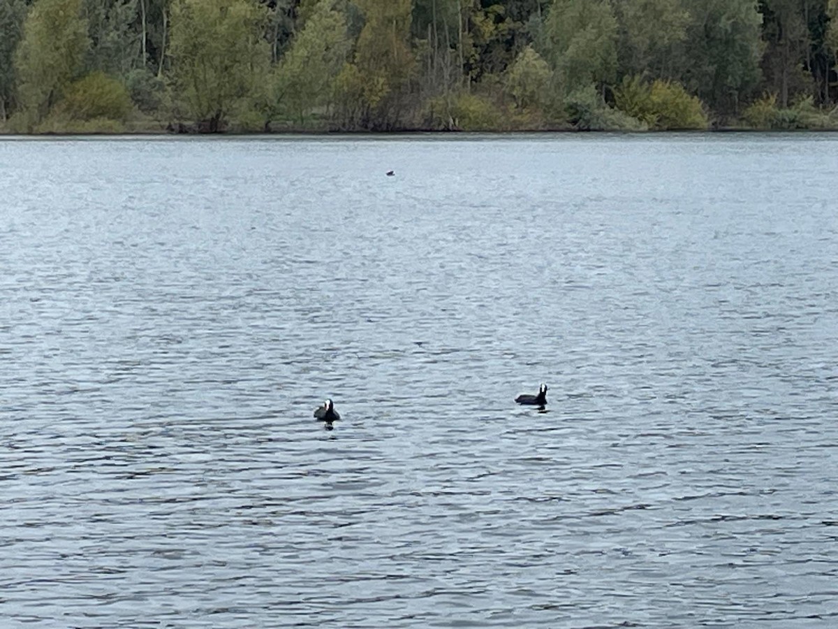 Eurasian Coot - ML642977622