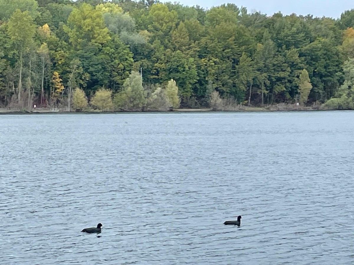 Eurasian Coot - ML642977623