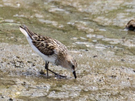 dvergsnipe - ML642977625