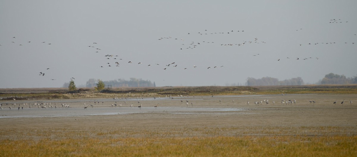 Sandhill Crane - ML642977626