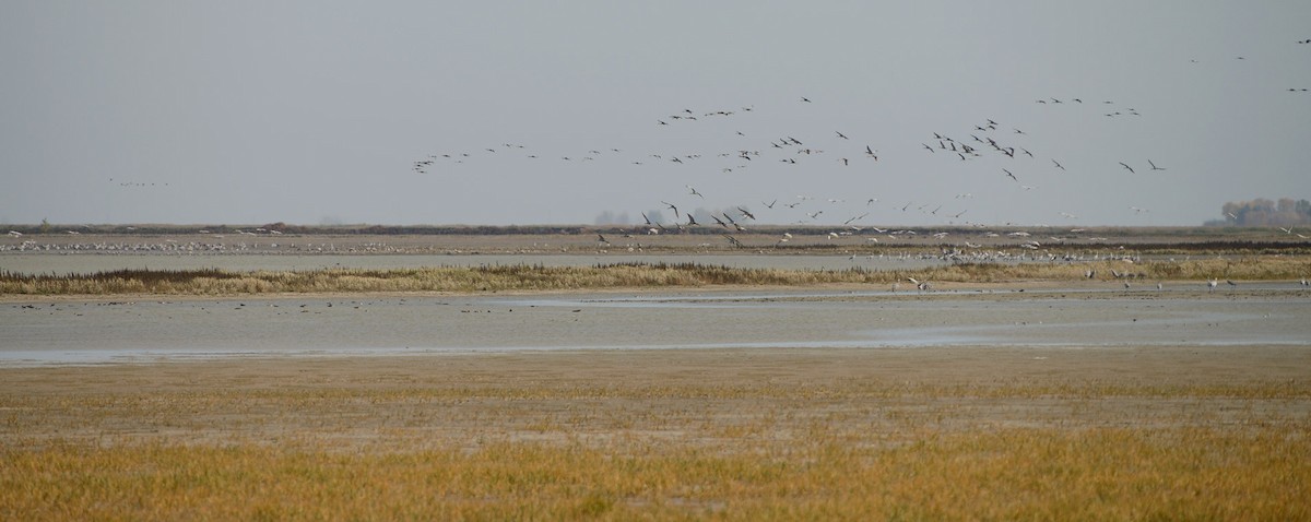 Sandhill Crane - ML642977629