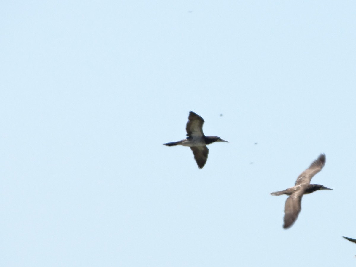 白腹鰹鳥 - ML642977631