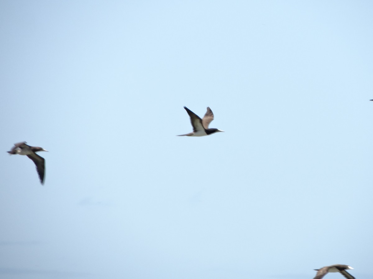 白腹鰹鳥 - ML642977632
