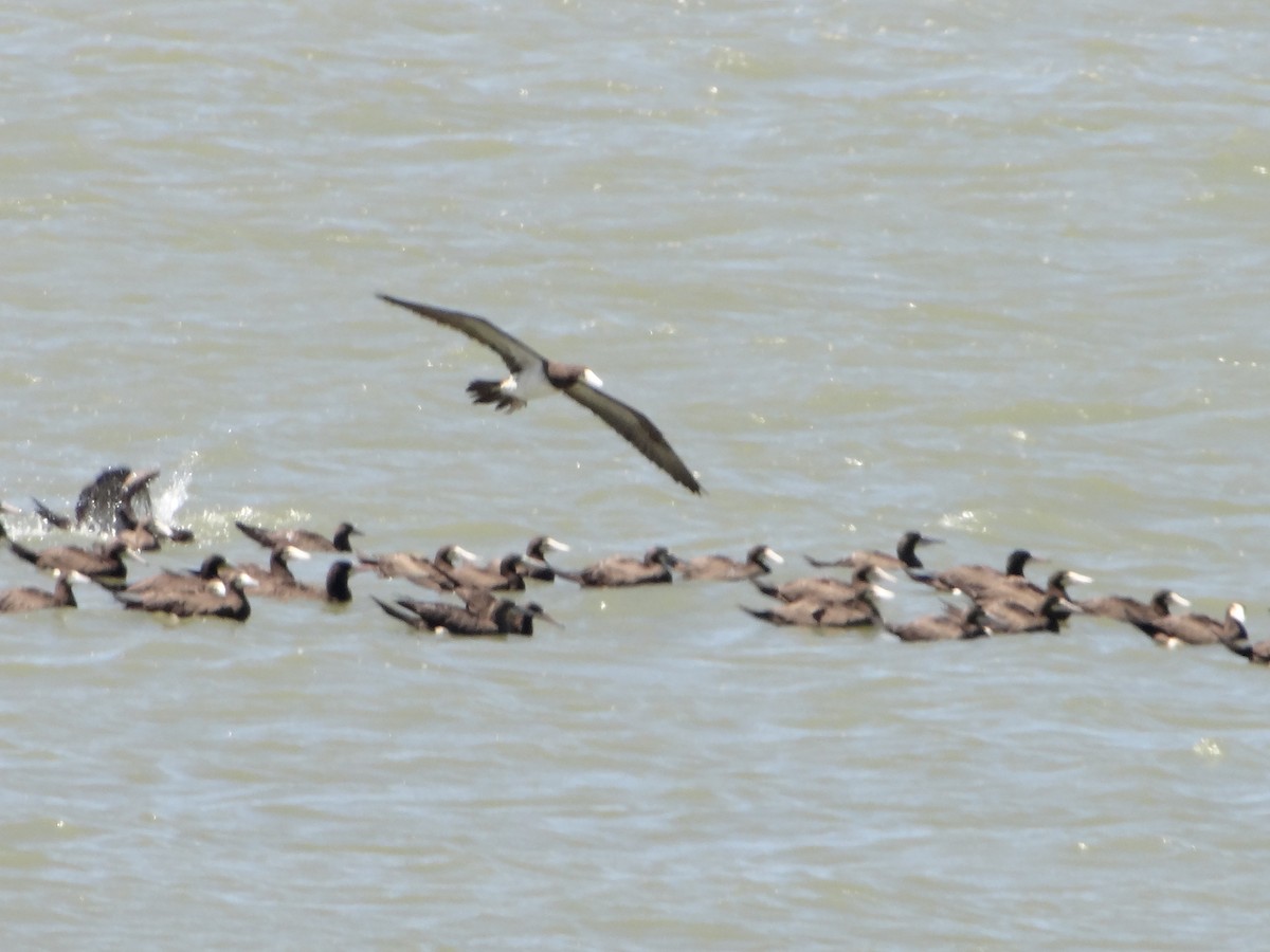 白腹鰹鳥 - ML642977633