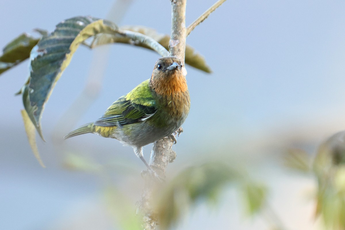 Silvery Tanager - ML642977641